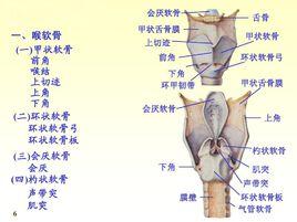 喉軟骨 喉軟骨