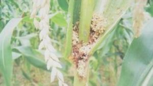 歐洲玉米螟 歐洲玉米螟