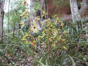 中國蘭花第一谷 中國蘭花第一谷