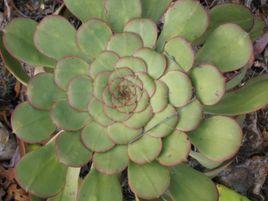 大葉蓮花掌 大葉蓮花掌