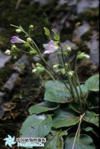 盾座苣苔屬 盾座苣苔屬