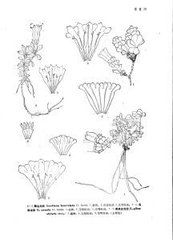 勁直黃條紋龍膽 勁直黃條紋龍膽