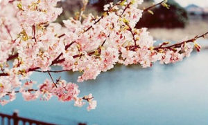 麻栗坡紅絲線 麻栗坡紅絲線