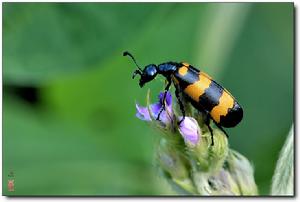 眼斑芫菁 眼斑芫菁