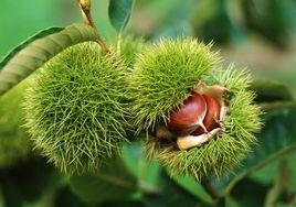 板栗之鄉 板栗之鄉