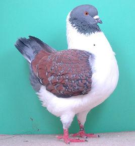 摩登娜鴿 摩登娜鴿