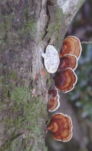 褐扇小孔菌 褐扇小孔菌