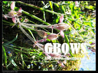 掌脈蠅子草 掌脈蠅子草