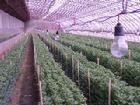 遼寧溫室大棚中栽培的切花菊