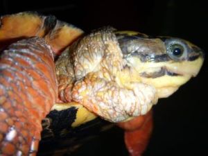 烏龜口腔炎症 烏龜口腔炎症