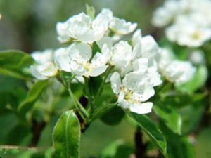 姜花亞屬 姜花亞屬