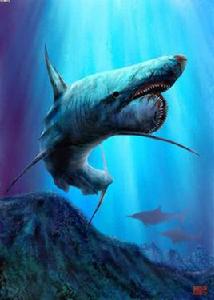 貝松旋齒鯊 貝松旋齒鯊