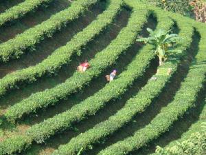 （圖）糯扎渡鎮