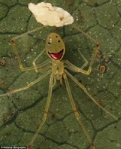 笑臉蜘蛛