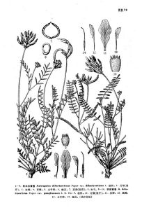 托木爾黃耆（原變種）