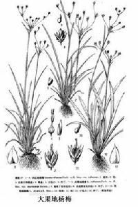 大果地楊梅 大果地楊梅