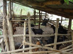 自古朵村-肉羊養殖