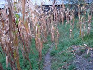 尤鄧村－進村道路<a name="ref_&#91;1&#93;"></a>