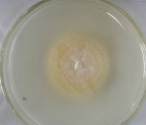 球孢白僵菌BbCDEP-1chit1 球孢白僵菌BbCDEP-1chit1