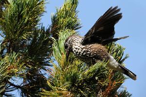 星鴉指名亞種 星鴉指名亞種