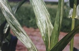玉米霜霉病 玉米霜霉病