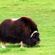 麝牛格陵蘭亞種 麝牛格陵蘭亞種