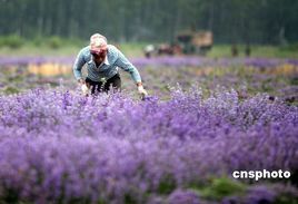 薰衣草天使 薰衣草天使