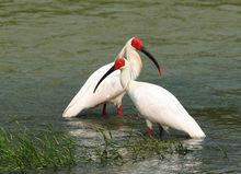 安康寧陝朱䴉野化放飛實驗基地