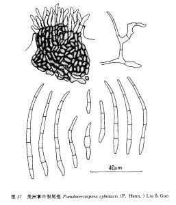 美洲掌葉假尾孢 美洲掌葉假尾孢