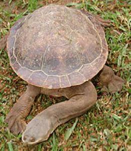 巨蛇頸龜 巨蛇頸龜