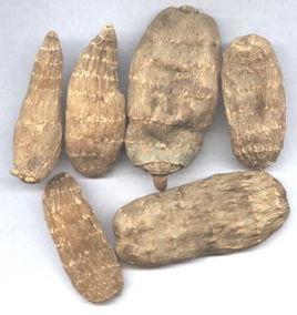 長白山野生天麻 長白山野生天麻