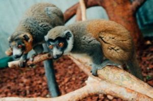 獴美狐猴 獴美狐猴