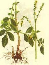 龍常草屬 龍常草屬