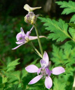 溫泉翠雀花 溫泉翠雀花