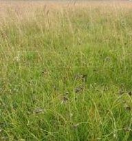 帕米爾薹草 帕米爾薹草