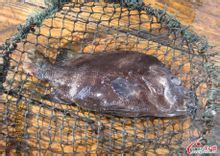 本尼登蟲病 本尼登蟲病