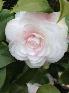 靈魂伴侶[薔薇屬月季栽培品種]