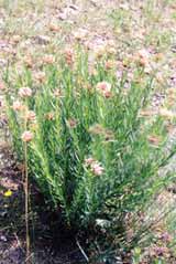 以毒攻毒之狼毒 以毒攻毒之狼毒