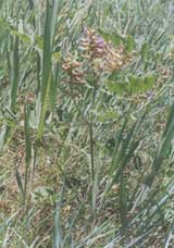 百草園內甘草為首 百草園內甘草為首