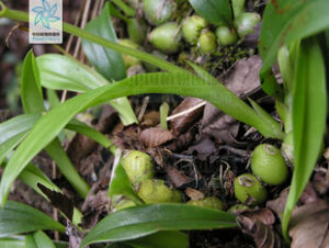 貴州羊耳蒜 貴州羊耳蒜