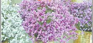 鑽石花[藝術品]