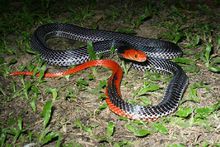 紅頭環蛇