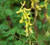 扇蒼黃堇 扇蒼黃堇