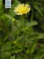 槍刀菜根 槍刀菜根