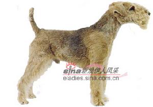 萊克蘭德犭更犬