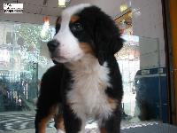 Bernese Mountain Dog