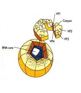 腸道病毒 腸道病毒