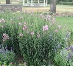花葉隨意草 花葉隨意草
