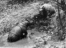 1930年烏戎庫隆的爪哇犀