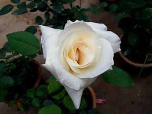 馬德拉斯 馬德拉斯